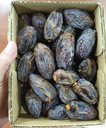 Medjoul Dates Selected 8x1kg [IL] 